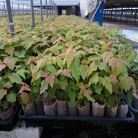 無紡織育苗袋與營養(yǎng)育苗袋的生產(chǎn)技術(shù)及機械設(shè)備概述