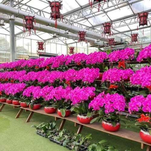 花滿金陵，美好生活——2022南京精品年宵花展與辦公用品完美融合