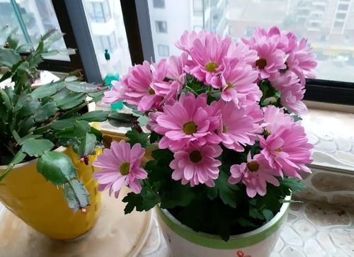 未來2個月新買的花要靜養，牢記3點，個個都能養成精品