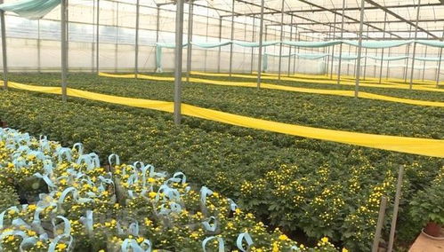 辛巴助力硯山花卉產業，機械設備賦能美麗經濟綻放